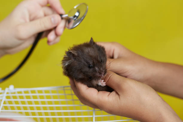 Hamster Hastalıkları ve Önleme Yöntemleri