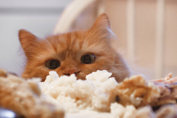 Kediler Pirinç Yer mi ?