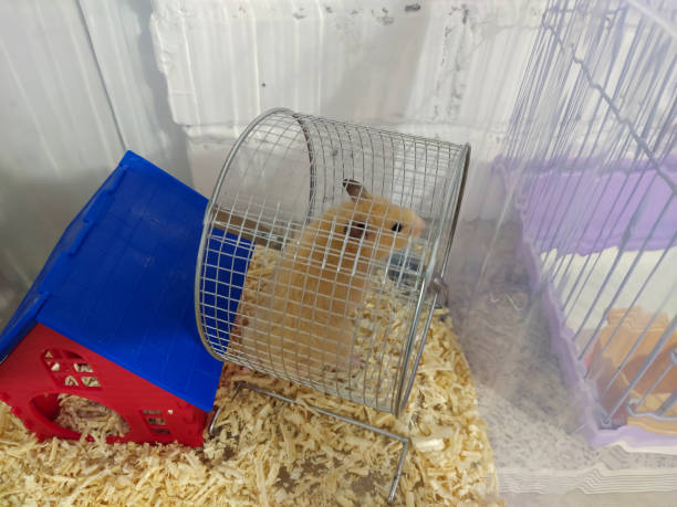 Doğru Hamster Kumu Seçimi