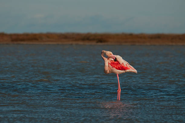 Flamingolar Neden Tek Ayak Üzerinde Durur