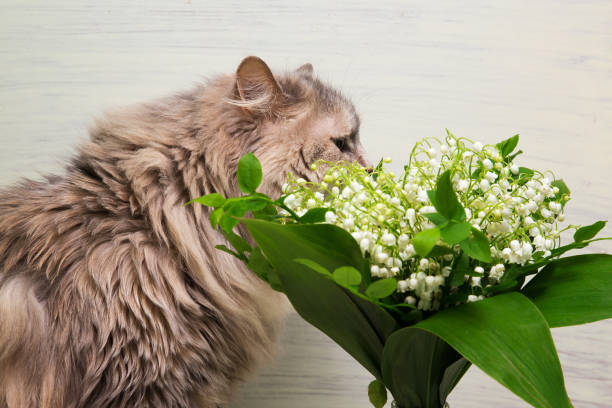 Kedinizin Çiçek Yemesi | Kedi Neden Çiçek Yer?