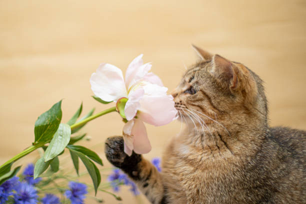 Kedinizin Çiçek Yemesi | Kedi Neden Çiçek Yer?