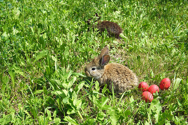Tavşanların Yiyebileceği Meyveler