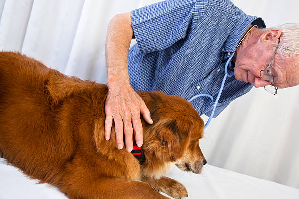 Köpeklerde Yaşlılık Hastalıkları