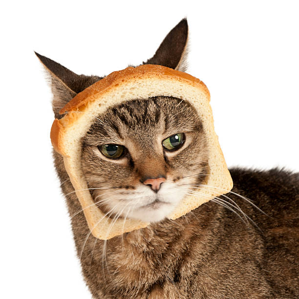 Kediler Ekmek Yiyebilir mi ?