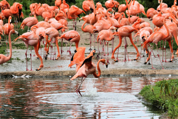 Flamingolar Neden Tek Ayak Üzerinde Durur