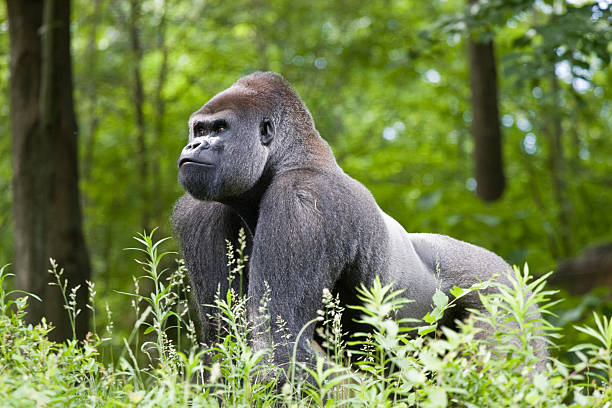 Goriller Hakkında Bilmeniz Gerekenler