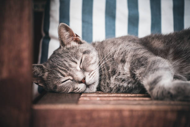 Kediler Neden Çok Uyur