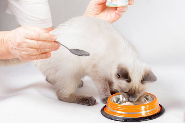 Kedi Beslenmesinde Yoğurt : Kediler İçin Güvenli mi?