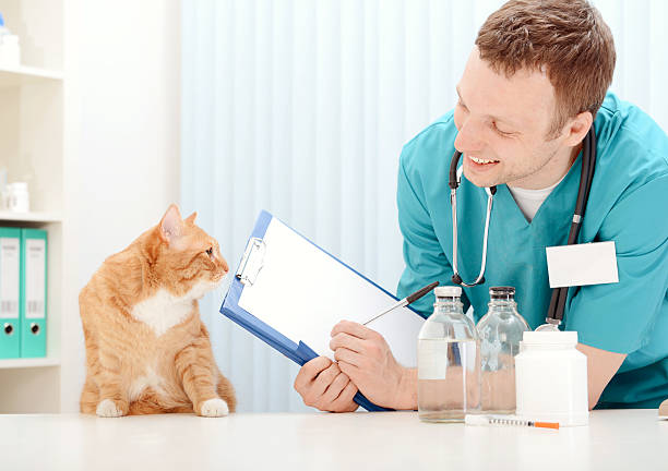 Kedilerde Sağlık Kontrolleri ve Aşılar