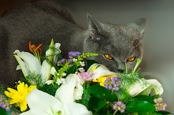 Kedinizin Çiçek Yemesi | Kedi Neden Çiçek Yer ?