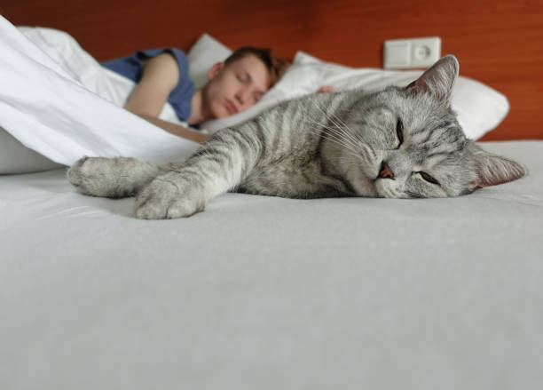 Kediler Neden Çok Uyur ?