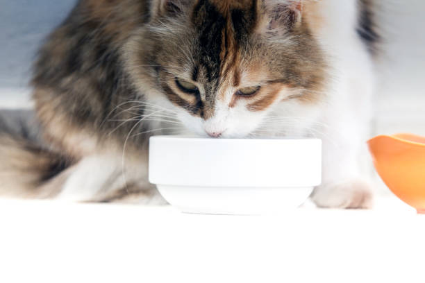 Kedi Beslenmesinde Yoğurt : Kediler İçin Güvenli mi?