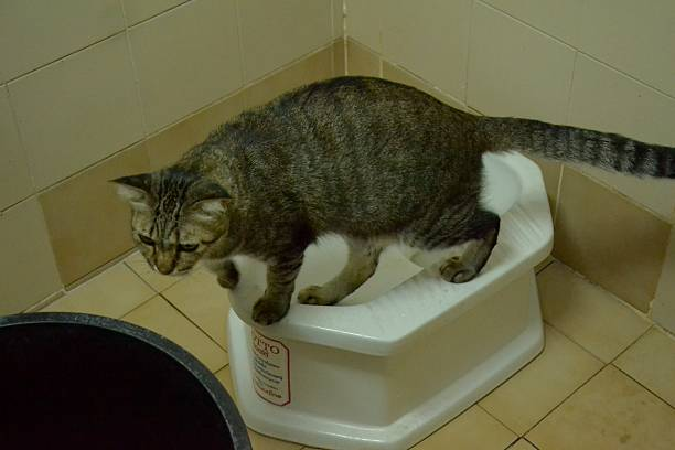 Kedilerde Tuvalet Eğitimi İçin Pratik Yöntemler