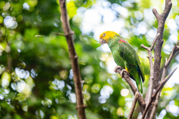 Amazon Papağanı Özellikleri, Bakımı, Eğitimi