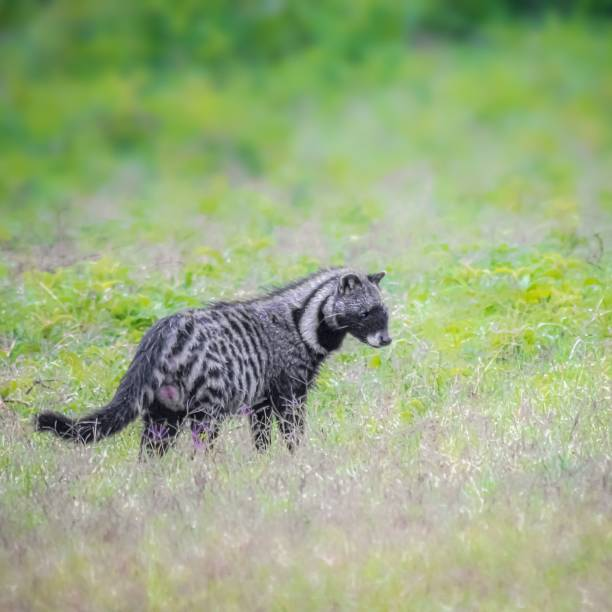 Afrika Misk Kedisi Yaşam Alanları, Fiziksel Özellikleri Ne Yerler ?