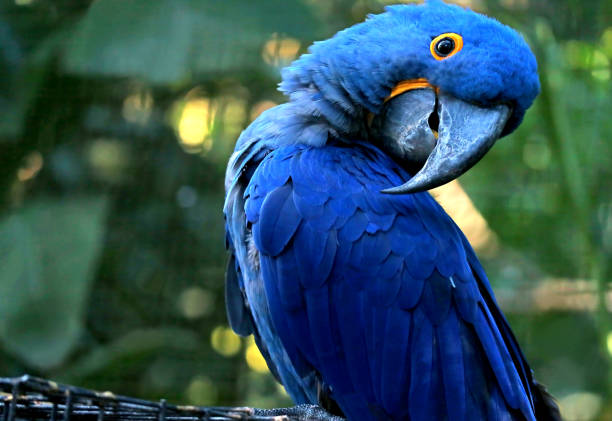 Amerika Papağanı, Fiziksel Özellikleri, Beslenmesi, Bakımı, Türleri, Hastalıkları