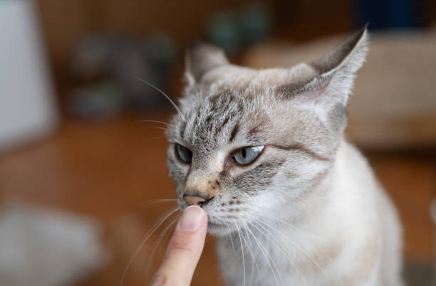 Kedilerde Diş Eti İltihabı Tedavisi
