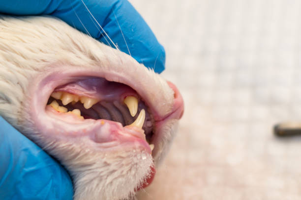 Kedilerde Diş Eti İltihabı Tehlikeli midir?