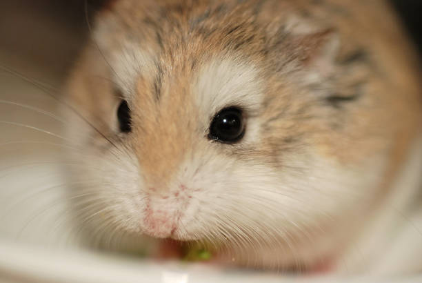 Roborovski Hamsteri Genel Özellikleri