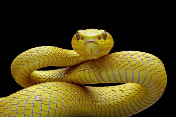 Types of Poisonous Snakes