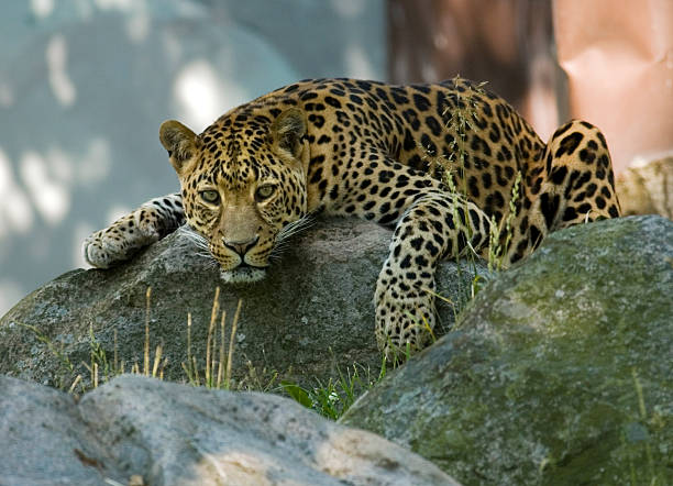 Amur Leoparı Fiziksel Özellikleri, Yaşam Alanı, Ne Yer, Nasıl Avlanır ?