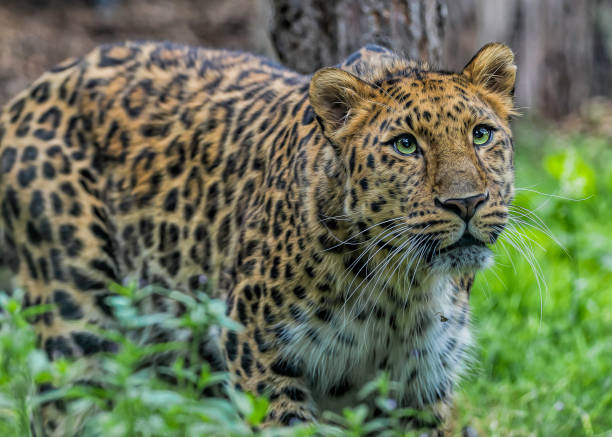 Amur Leoparı Fiziksel Özellikleri, Yaşam Alanı, Ne Yer, Nasıl Avlanır ?