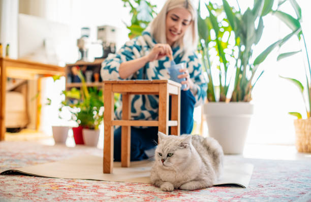 Kedi Bakımı ve Sağlığı: Sağlıklı Bir Yaşam için 7 İpucu