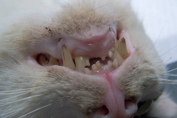 Kedilerde Diş Eti iltihabı, Nedenleri, Tedavisi, Belirtileri