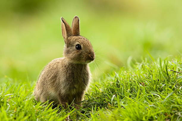 Dünya Üzerindeki Farklı Tavşan Türleri ve Evcil Tavşanlar