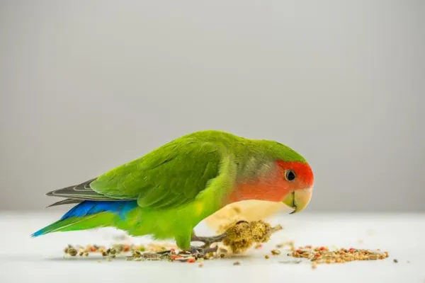 Papağanlar Neden Yiyeceklerini Çöpe Atıyor?