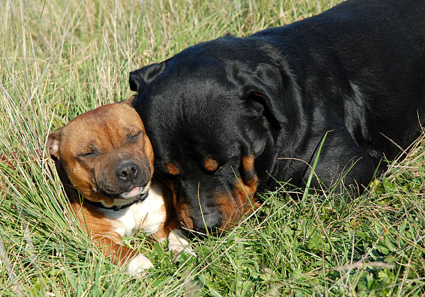 Rottweiler ve Pitbull Irk Karşılaştırması