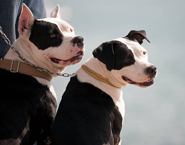 Rottweiler ve Pitbull Bakımı