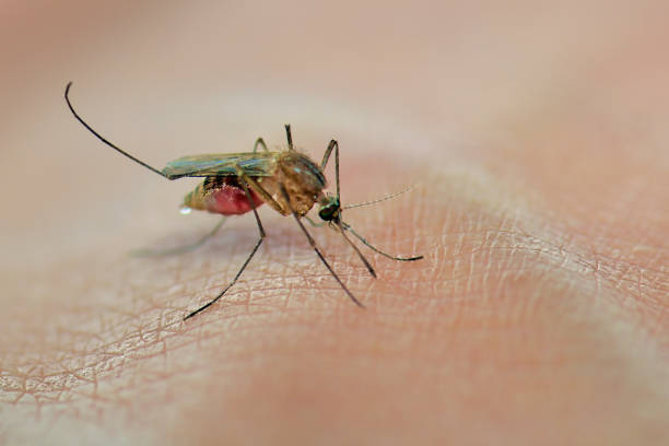 Sivrisinekleri Kalıcı Olarak Öldüren Çözümler 2024