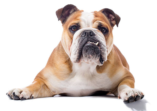 Evcil Köpek Türleri: En Popüler Seçimlerinizi Kolaylaştıracak Rehber