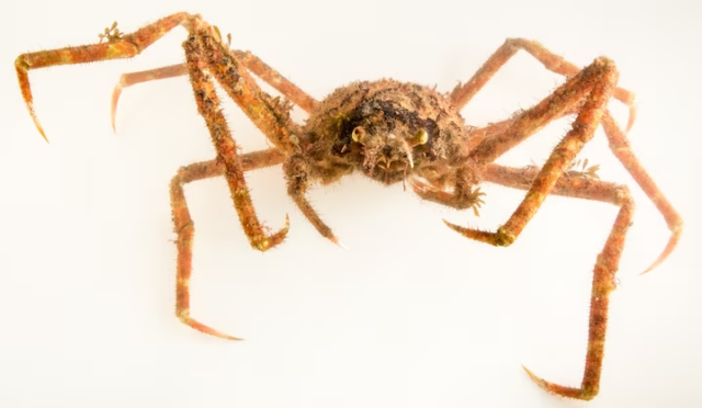 Japon örümcek Yengeci Genel Bilgiler