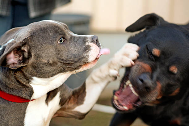 Rottweiler ve Pitbull Irk Karşılaştırması 2024