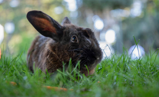 Tavşanlar için Zehirli Bitkiler 46 Adet