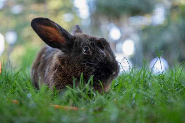 Tavşanlar için Zehirli Bitkiler 46 Adet